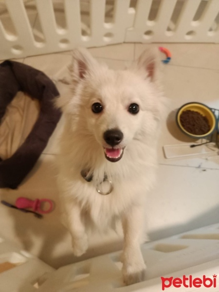 Pomeranyalı, Köpek  Dali fotoğrafı