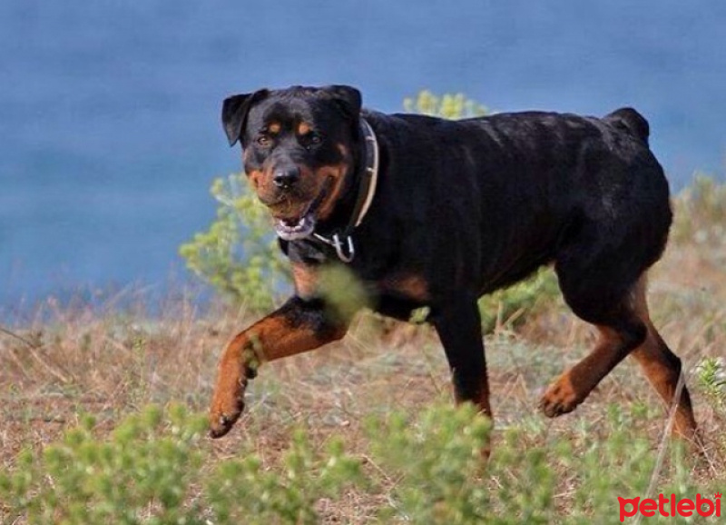 Rottweiler, Köpek  İsis fotoğrafı