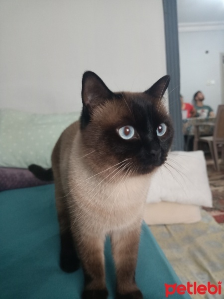 Siyam Kedisi, Kedi  Leon fotoğrafı