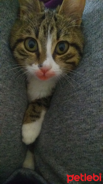 Tekir Kedi, Kedi  Bendis fotoğrafı