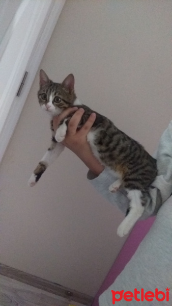 Tekir Kedi, Kedi  Bendis fotoğrafı
