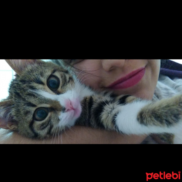 Tekir Kedi, Kedi  Bendis fotoğrafı