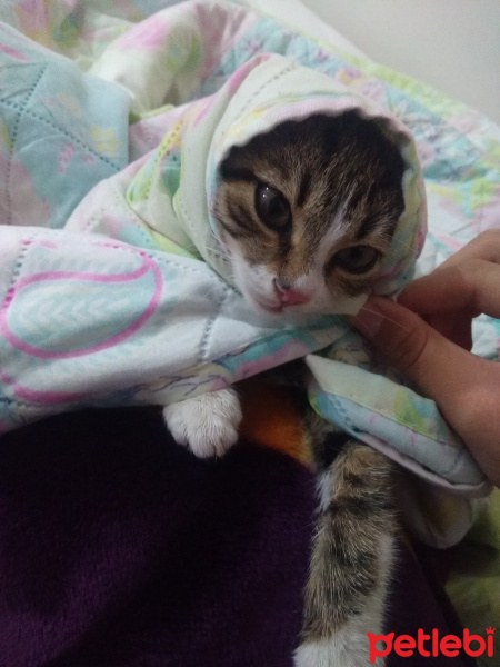 Tekir Kedi, Kedi  Bendis fotoğrafı