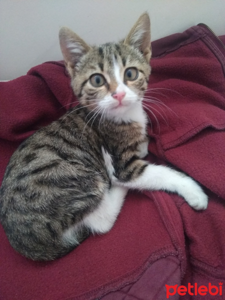 Tekir Kedi, Kedi  Bendis fotoğrafı