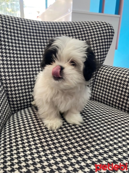 Pekingese, Köpek  Boby fotoğrafı