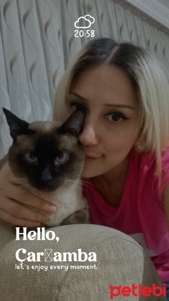Siyam Kedisi, Kedi  Behlül fotoğrafı