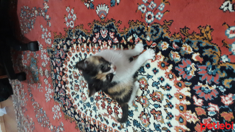 Tekir Kedi, Kedi  PıtPıt fotoğrafı