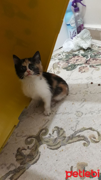 Tekir Kedi, Kedi  PıtPıt fotoğrafı
