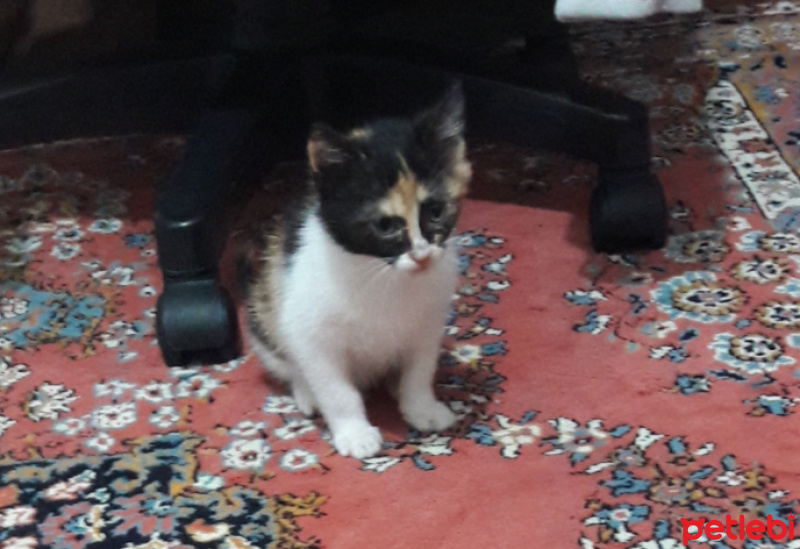 Tekir Kedi, Kedi  PıtPıt fotoğrafı
