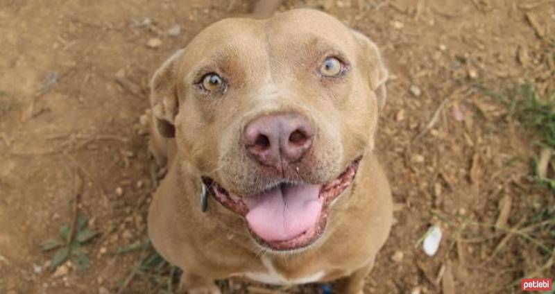 Amerikan Pitbull Terrier, Köpek  kahve fotoğrafı