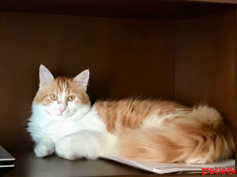 Tekir Kedi, Kedi  Tira  fotoğrafı