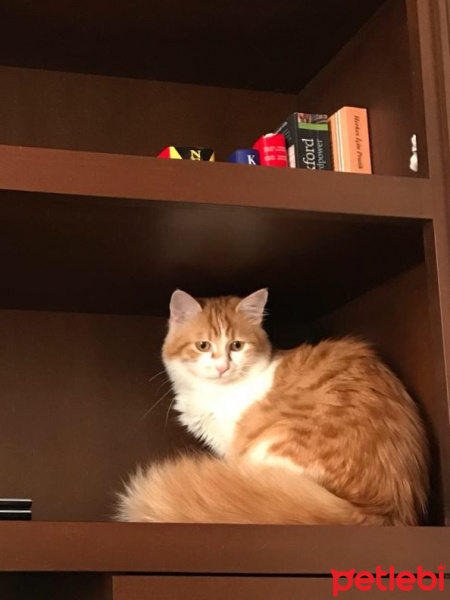 Tekir Kedi, Kedi  Tira  fotoğrafı