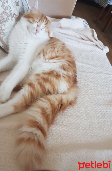 Tekir Kedi, Kedi  Tira  fotoğrafı