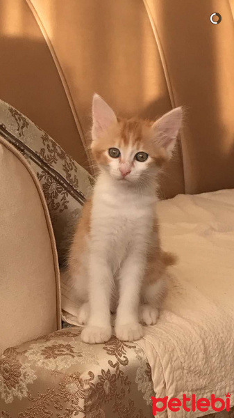 Tekir Kedi, Kedi  Tira  fotoğrafı