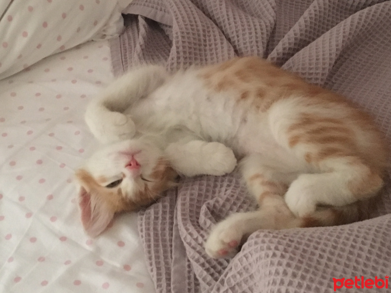 Tekir Kedi, Kedi  Tira  fotoğrafı