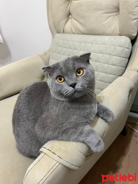 Scottish Fold, Kedi  CARLOS fotoğrafı