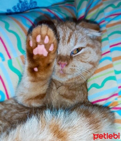 Scottish Fold, Kedi  Mia 😺 fotoğrafı