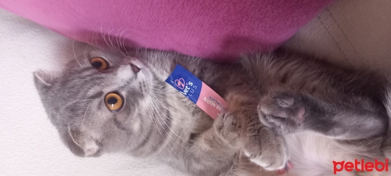 Scottish Fold, Kedi  Tırmık fotoğrafı