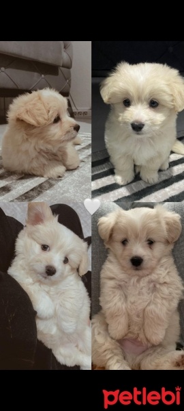 Maltese, Köpek  PAŞA fotoğrafı