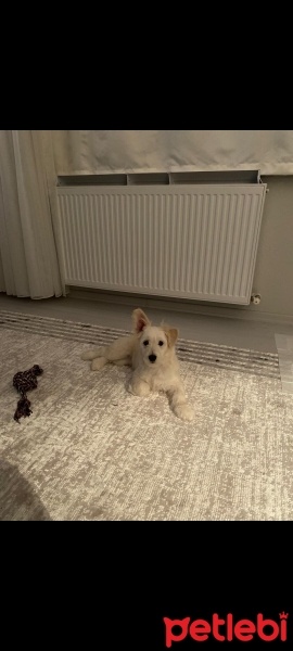 Maltese, Köpek  PAŞA fotoğrafı