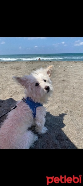 Maltese, Köpek  PAŞA fotoğrafı