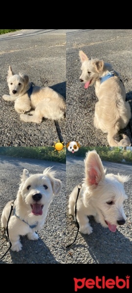 Maltese, Köpek  PAŞA fotoğrafı
