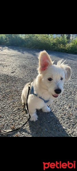 Maltese, Köpek  PAŞA fotoğrafı