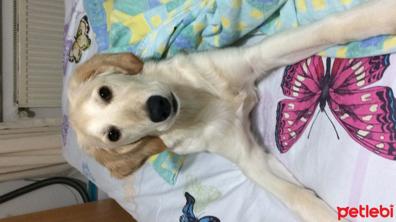 Golden Retriever, Köpek  Daisy fotoğrafı
