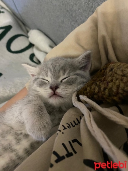 British Shorthair, Kedi  Mia fotoğrafı