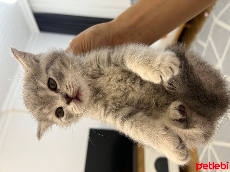 British Shorthair, Kedi  Mia fotoğrafı