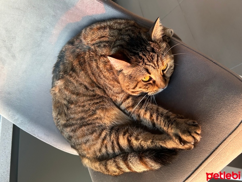 Tekir Kedi, Kedi  Turşu fotoğrafı
