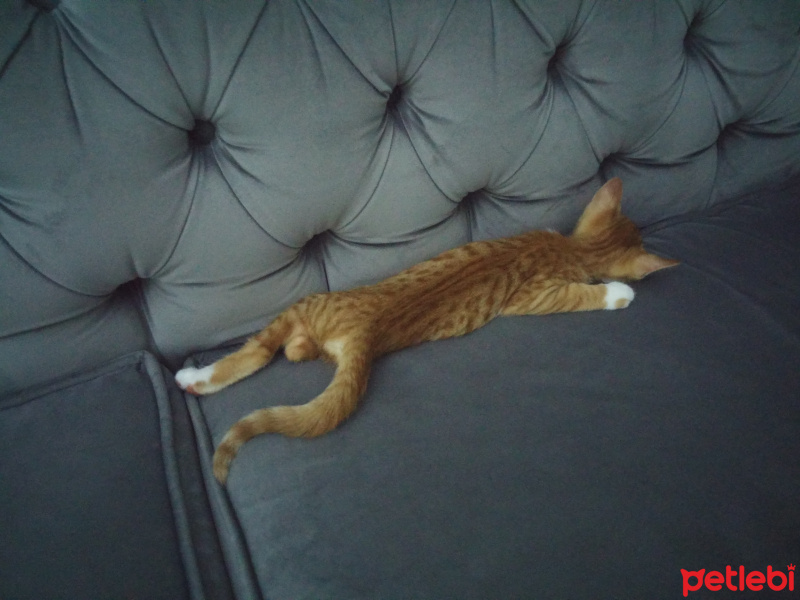 Tekir Kedi, Kedi  Mas fotoğrafı