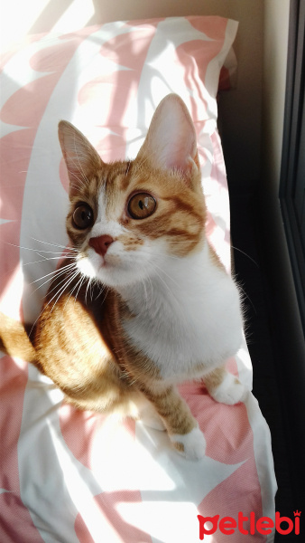 Tekir Kedi, Kedi  Mas fotoğrafı