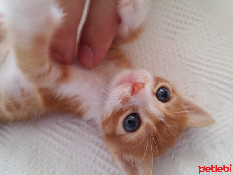 Tekir Kedi, Kedi  Mas fotoğrafı