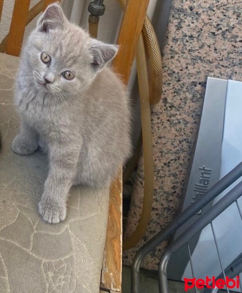 British Shorthair, Kedi  Kaju fotoğrafı