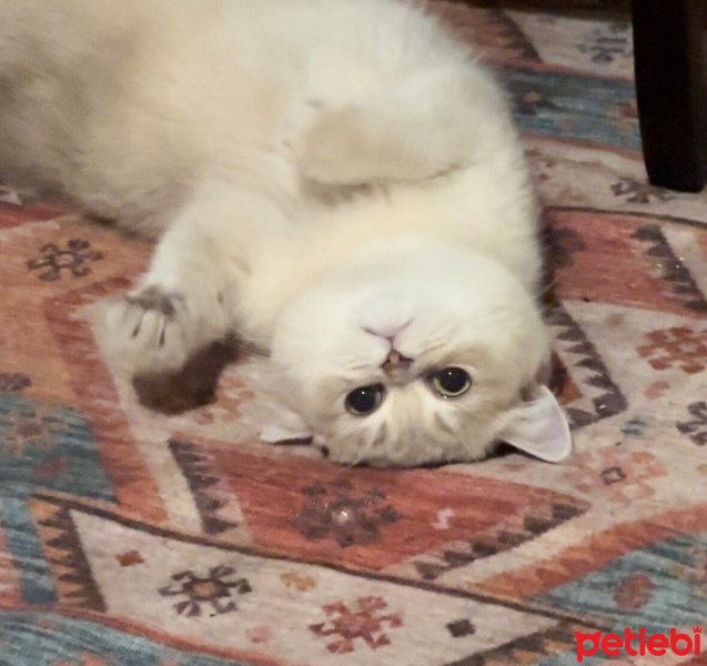 British Shorthair, Kedi  Lokum fotoğrafı