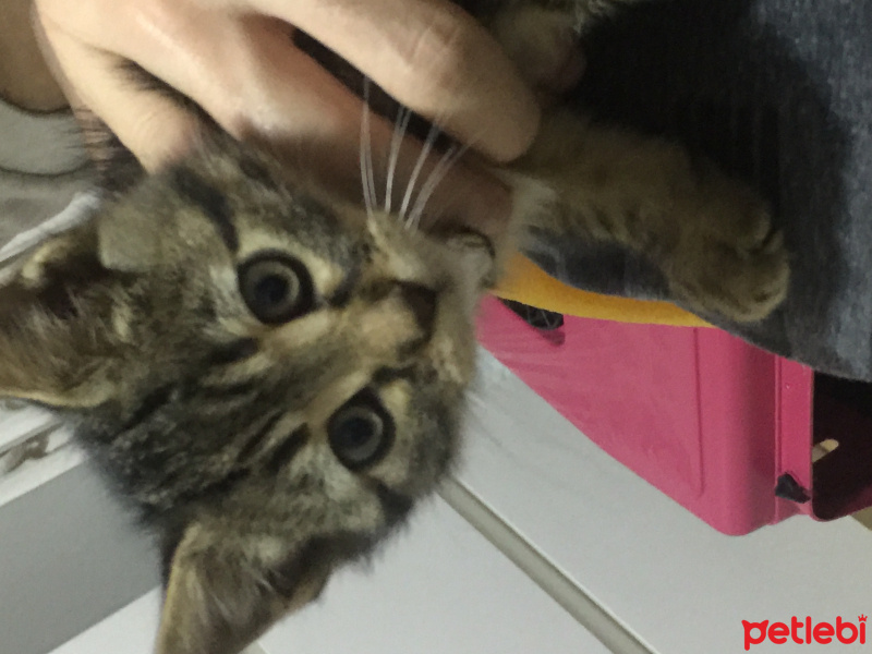 Tekir Kedi, Kedi  Çitos fotoğrafı