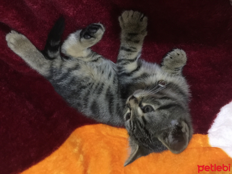 Tekir Kedi, Kedi  Çitos fotoğrafı