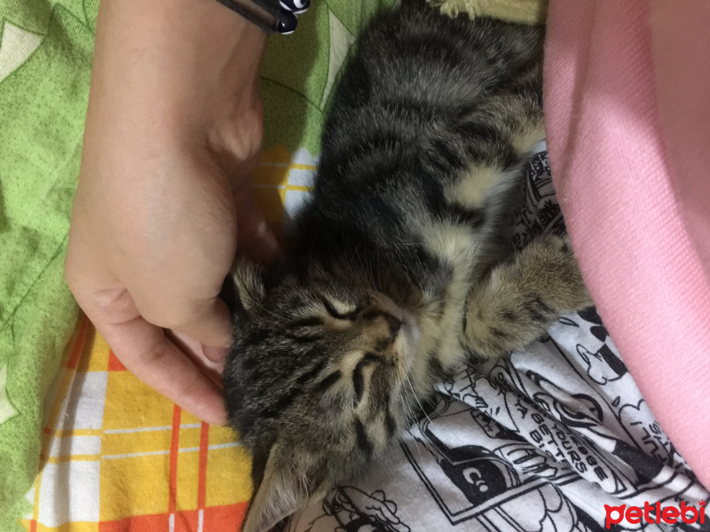 Tekir Kedi, Kedi  Çitos fotoğrafı
