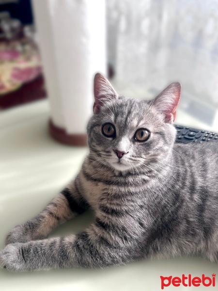 Scottish Fold, Kedi  Maya fotoğrafı