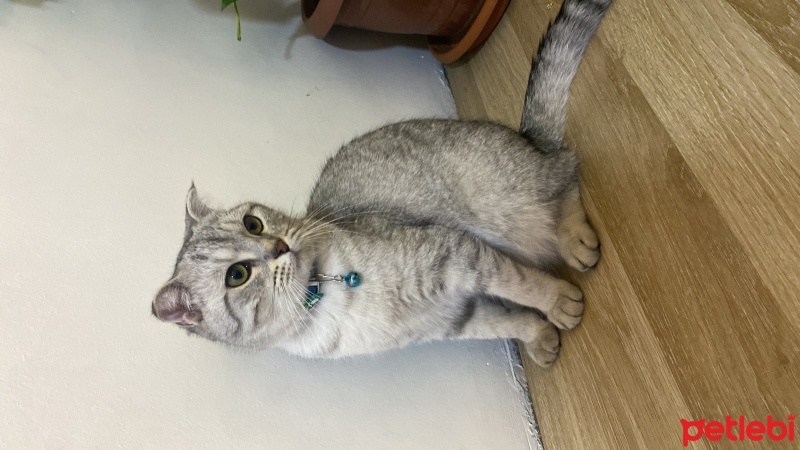 Scottish Fold, Kedi  Gümüş fotoğrafı