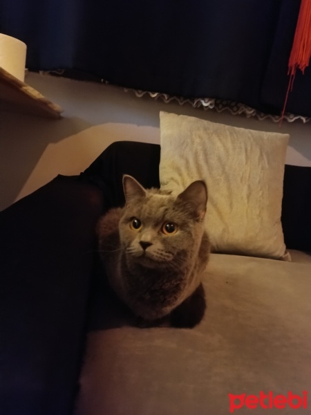 Scottish Fold, Kedi  Hera fotoğrafı