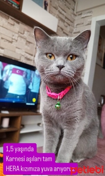 Scottish Fold, Kedi  Hera fotoğrafı