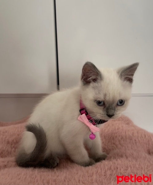 British Shorthair, Kedi  Kuki fotoğrafı