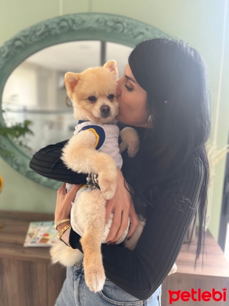 Pomeranyalı, Köpek  Pablo fotoğrafı