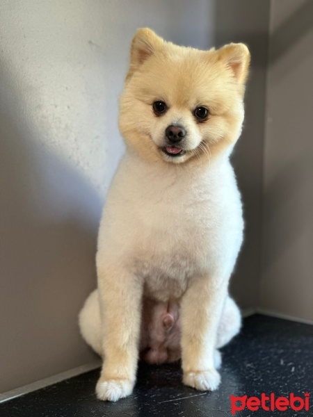 Pomeranyalı, Köpek  Pablo fotoğrafı