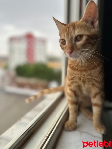 Sarman, Kedi  Badem fotoğrafı