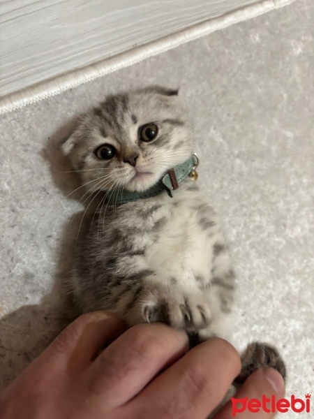 Scottish Fold, Kedi  Şerbet fotoğrafı