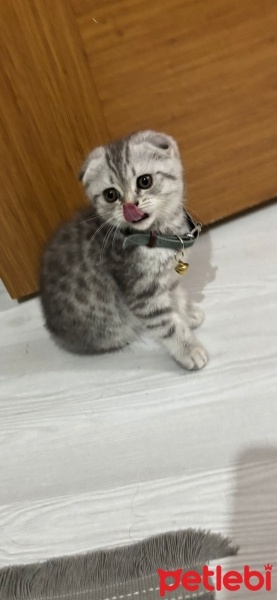 Scottish Fold, Kedi  Şerbet fotoğrafı