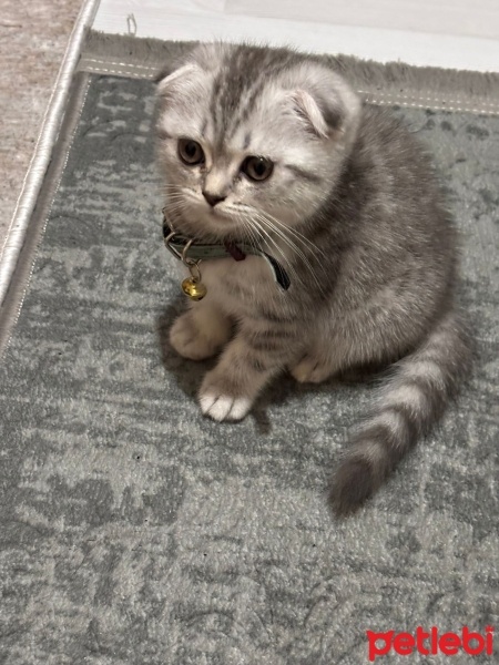 Scottish Fold, Kedi  Şerbet fotoğrafı